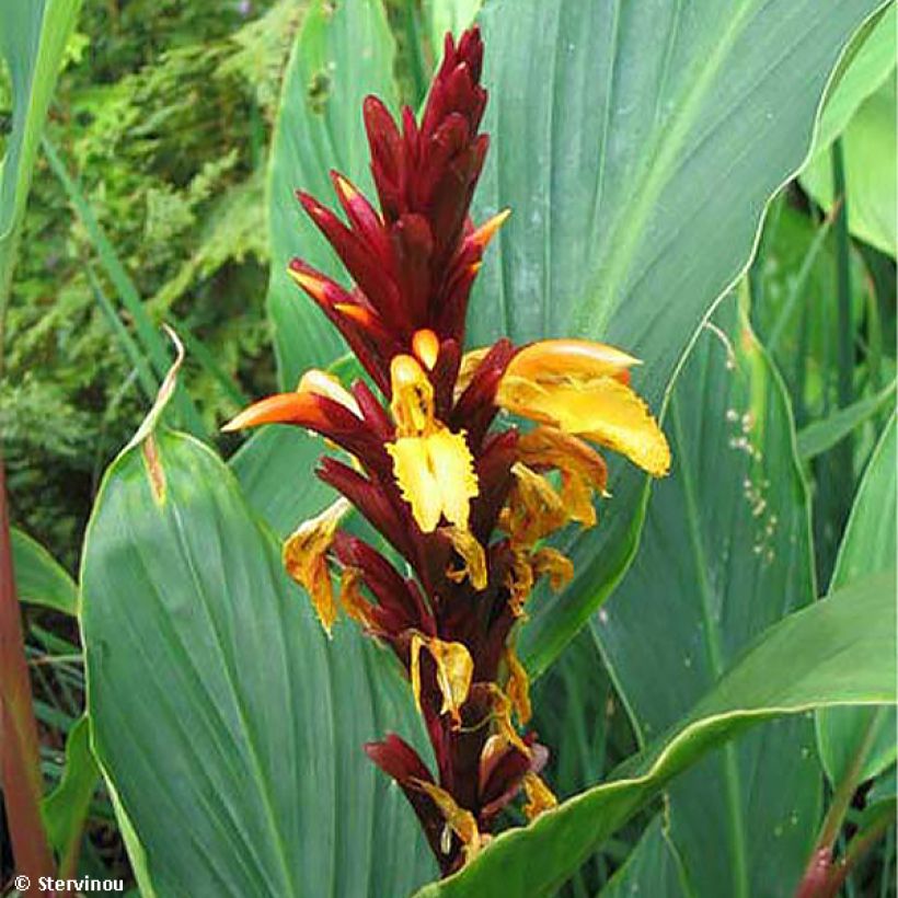 Cautleya spicata Robusta - Gingembre de l'Himalaya (Floraison)