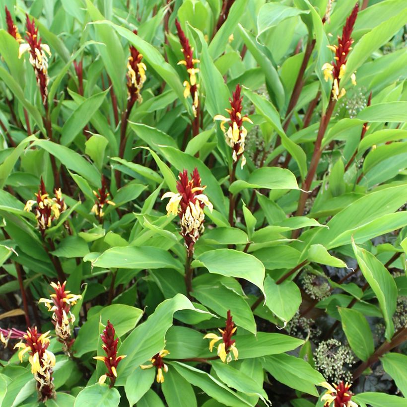 Cautleya spicata Robusta - Gingembre de l'Himalaya (Port)