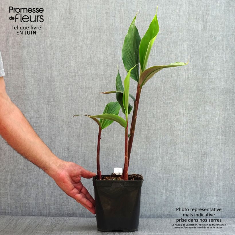 Spécimen de Cautleya spicata Robusta - Gingembre de l'Himalaya Pot de 2L/3L tel que livré en été