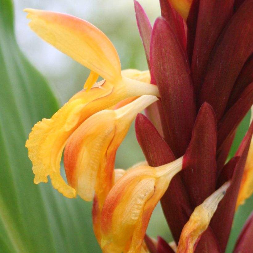 Cautleya spicata (Floraison)