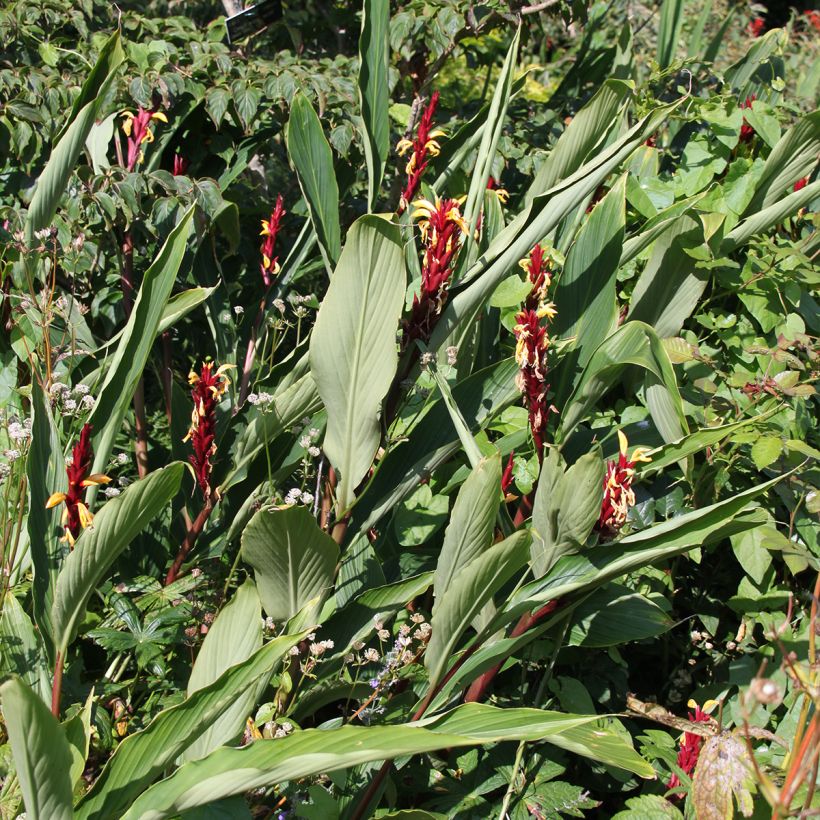 Cautleya spicata (Port)