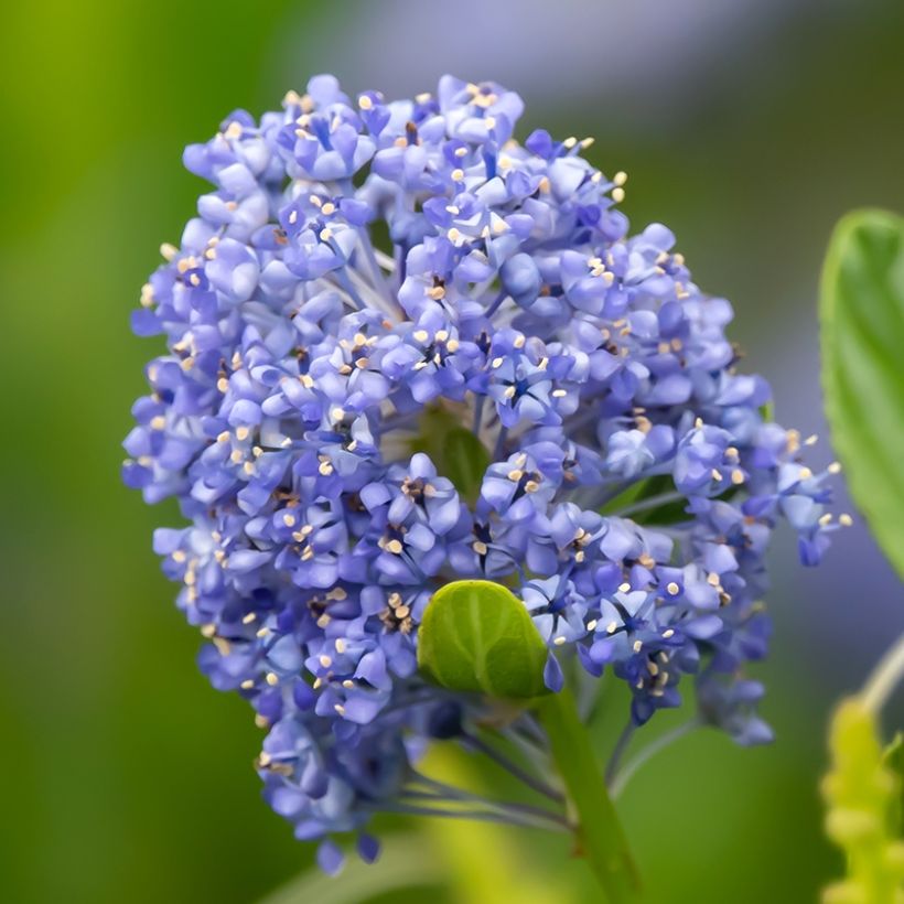 Céanothe Autumnal Blue (Floraison)