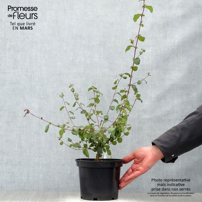 Spécimen de Céanothe Autumnal Blue en pot de 2/3L tel que livré au printemps