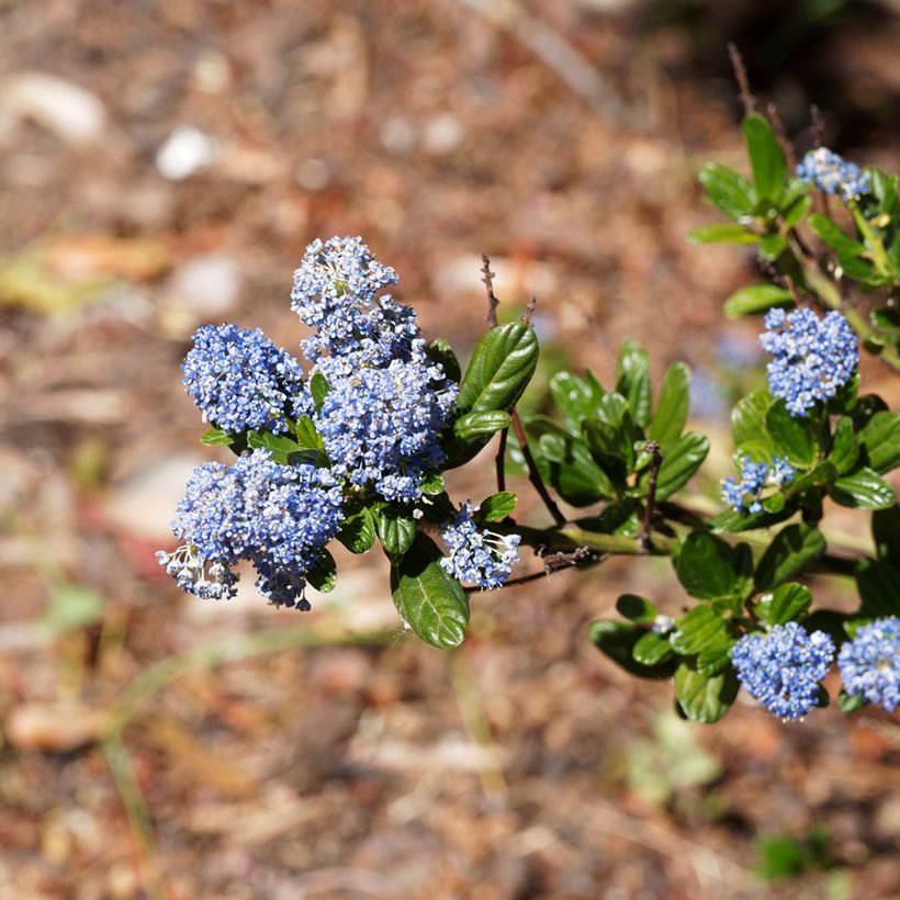 Céanothe Blue Sapphire (Floraison)