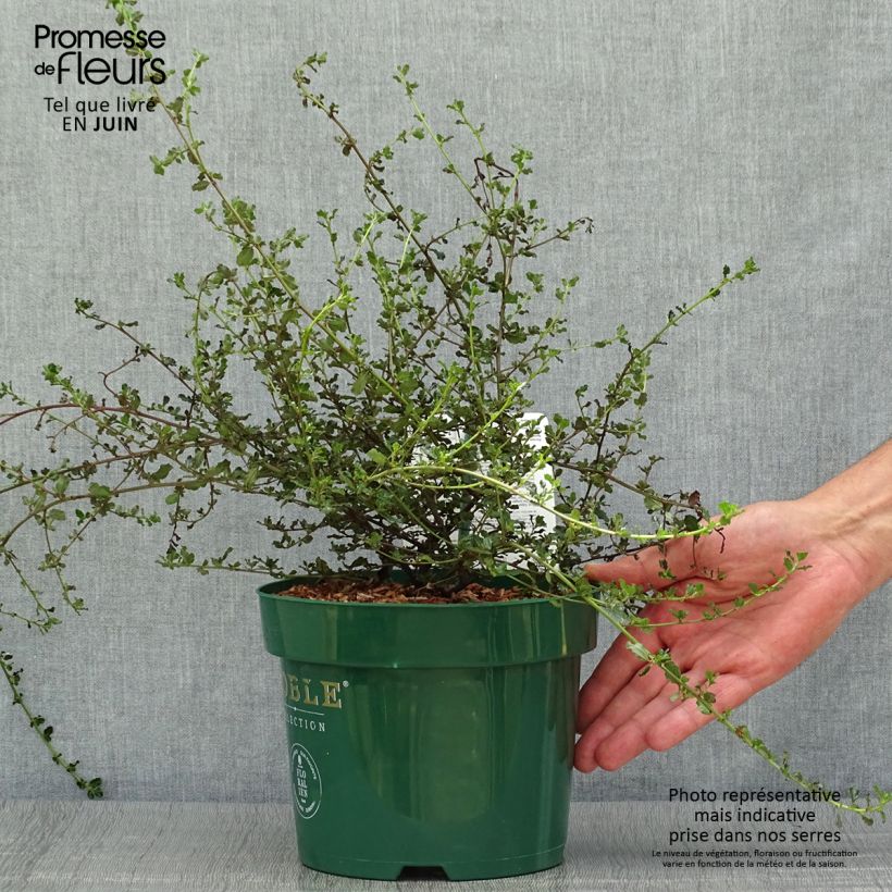 Spécimen de Céanothe Blue Sapphire Pot de 2L/3L tel que livré en été