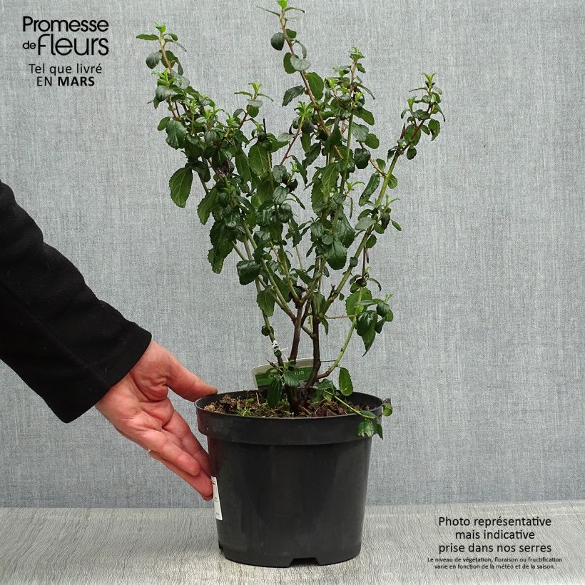 Spécimen de Céanothe Burkwoodii Pot de 2L/3L tel que livré au printemps