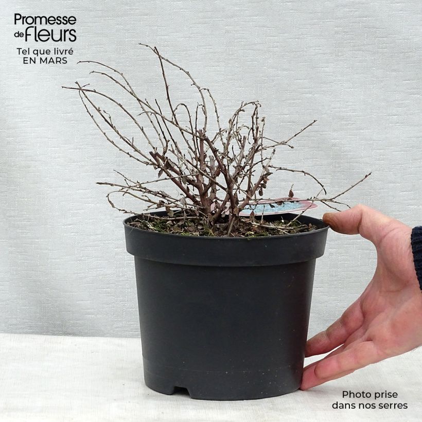 Spécimen de Céanothe Edinburgh Pot de 2L/3L tel que livré au printemps