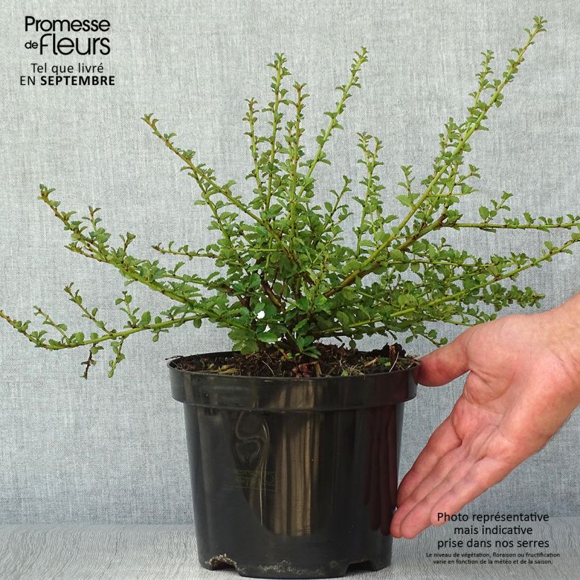 Spécimen de Céanothe Edinburgh Pot de 2L/3L tel que livré en automne