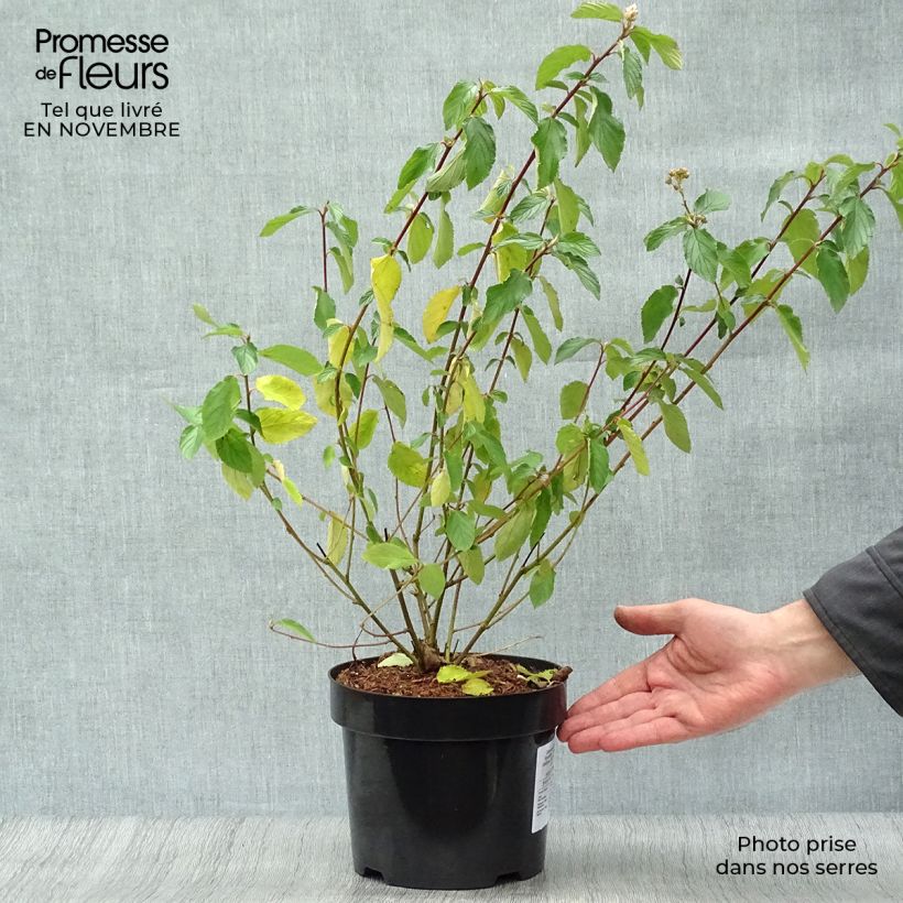 Spécimen de Ceanothe Gloire de Versailles - Ceanothus delilianus Pot de 3L/4L tel que livré en automne