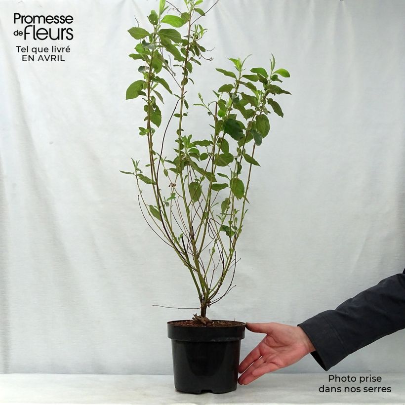 Spécimen de Ceanothe Gloire de Versailles - Ceanothus delilianus Pot de 3L/4LHauteur livrée env. 40/50cm tel que livré au printemps