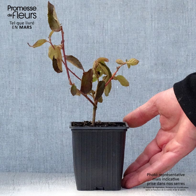 Spécimen de Ceanothe Gloire de Versailles - Ceanothus delilianus en godet de 9cm tel que livré au printemps