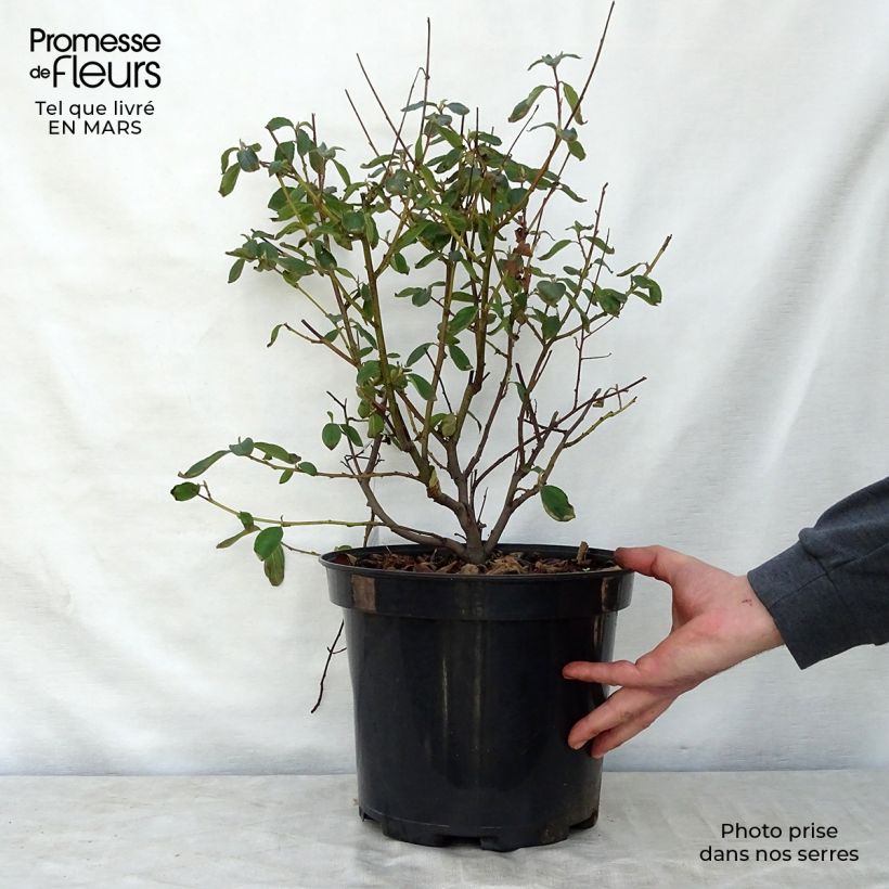 Spécimen de Ceanothe Gloire de Versailles - Ceanothus delilianus en pot de 7,5L/10L tel que livré au printemps