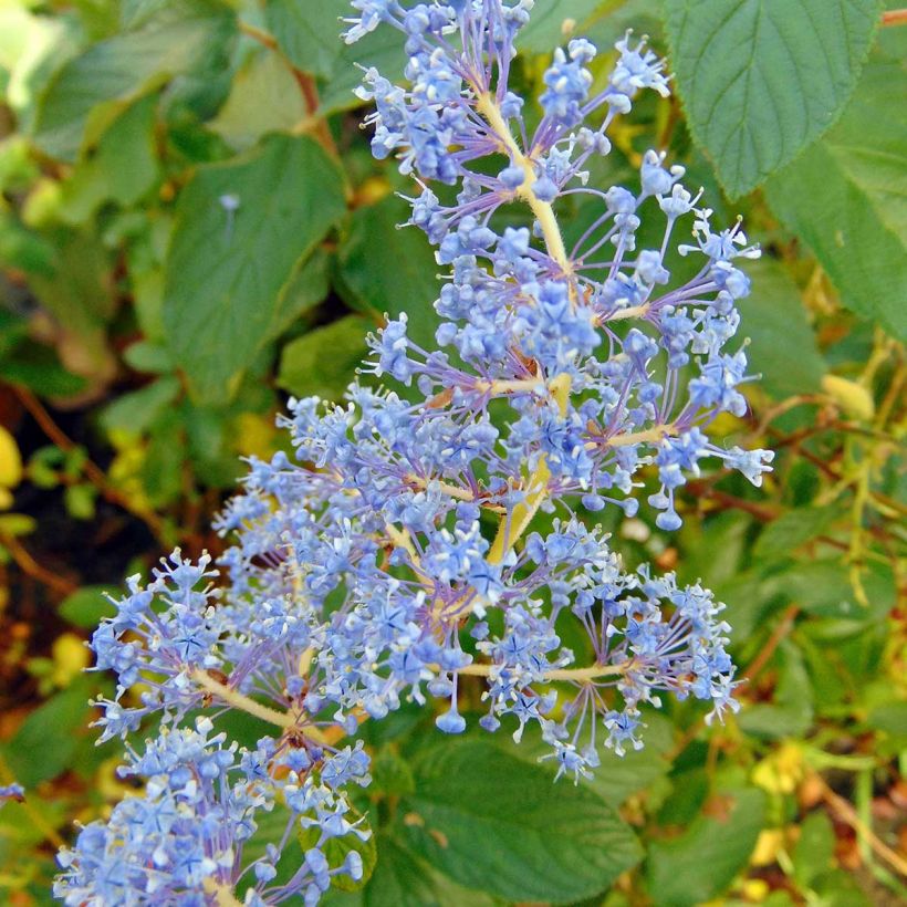 Ceanothe Gloire de Versailles - Ceanothus delilianus (Floraison)