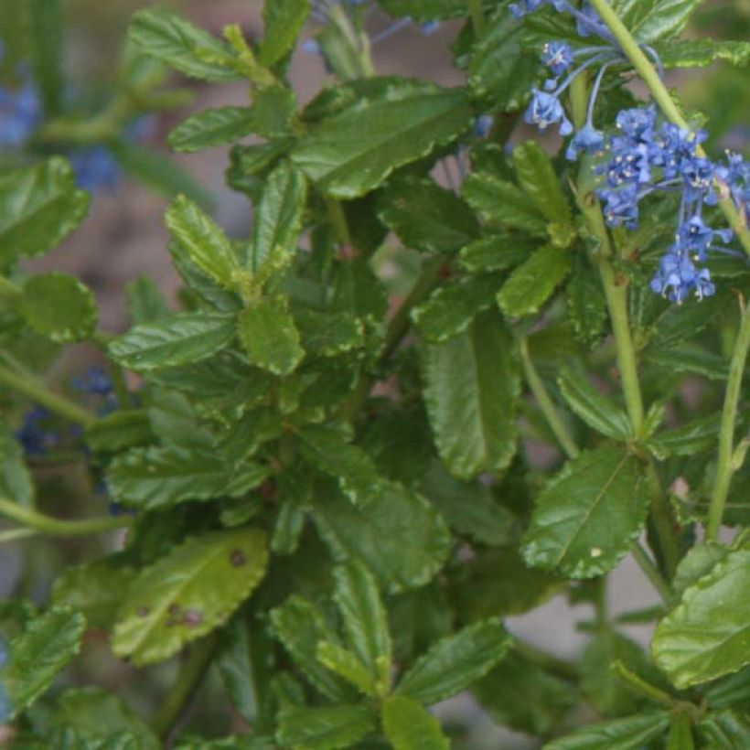 Ceanothus Italian Skies - Lilas de Californie (Feuillage)