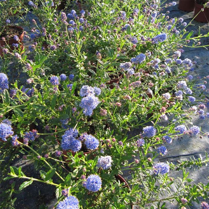 Ceanothus Italian Skies - Lilas de Californie (Floraison)