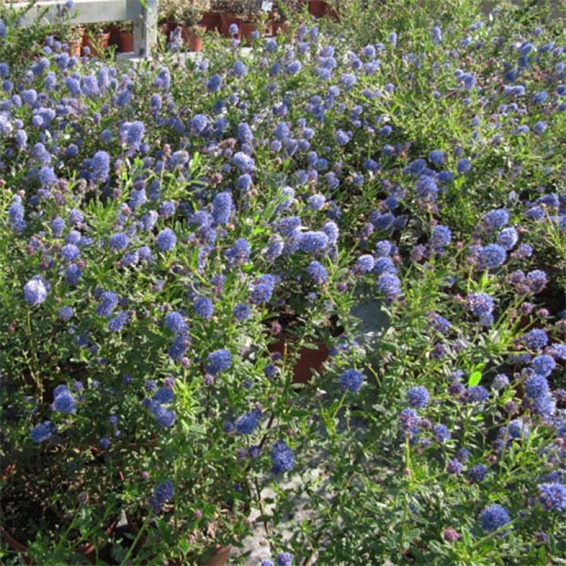 Ceanothus Italian Skies - Lilas de Californie (Port)