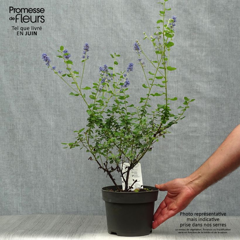 Spécimen de Ceanothus Italian Skies - Lilas de Californie Pot de 2L/3L tel que livré en été