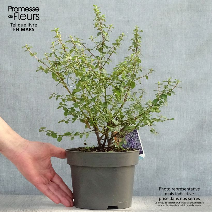Spécimen de Ceanothus Italian Skies - Lilas de Californie Pot de 2L/3LHauteur livrée env. 30/40cm tel que livré au printemps