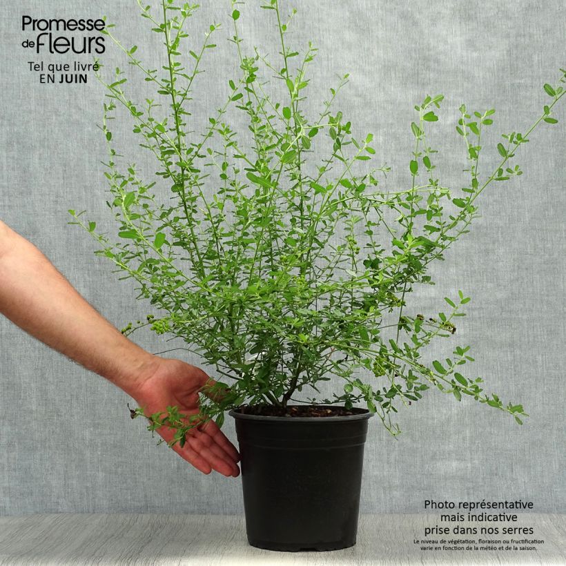 Spécimen de Ceanothus Italian Skies - Lilas de Californie Pot de 4L/5L tel que livré en été