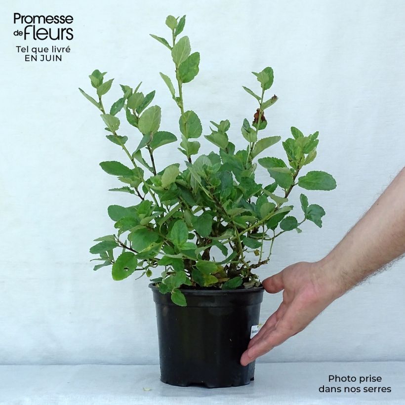 Spécimen de Céanothe arboreus Trewithen Blue Pot de 2L/3L tel que livré en été