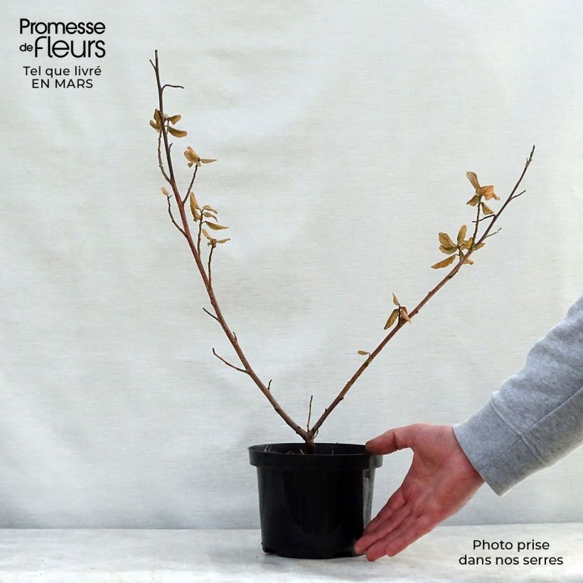 Spécimen de Céanothe arboreus Trewithen Blue Pot de 2L tel que livré au printemps