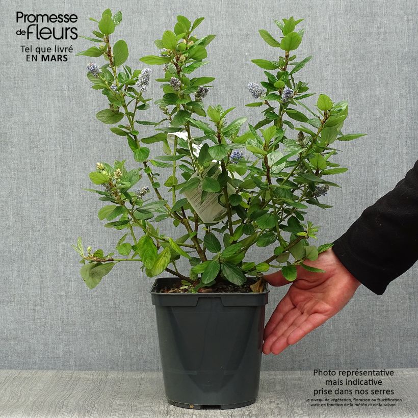 Spécimen de Céanothe arboreus Trewithen Blue Pot de 4,5L tel que livré au printemps