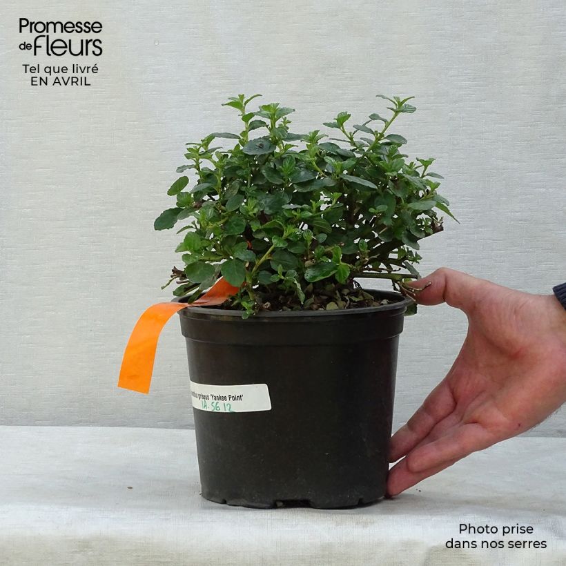 Spécimen de Céanothe griseus Yankee Point - Lilas de Californie  Pot de 2L/3L tel que livré au printemps