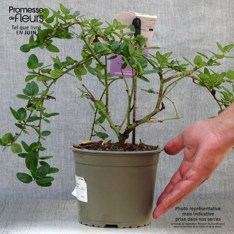 Spécimen de Céanothe griseus Yankee Point - Lilas de Californie  Pot de 2L/3L tel que livré en été