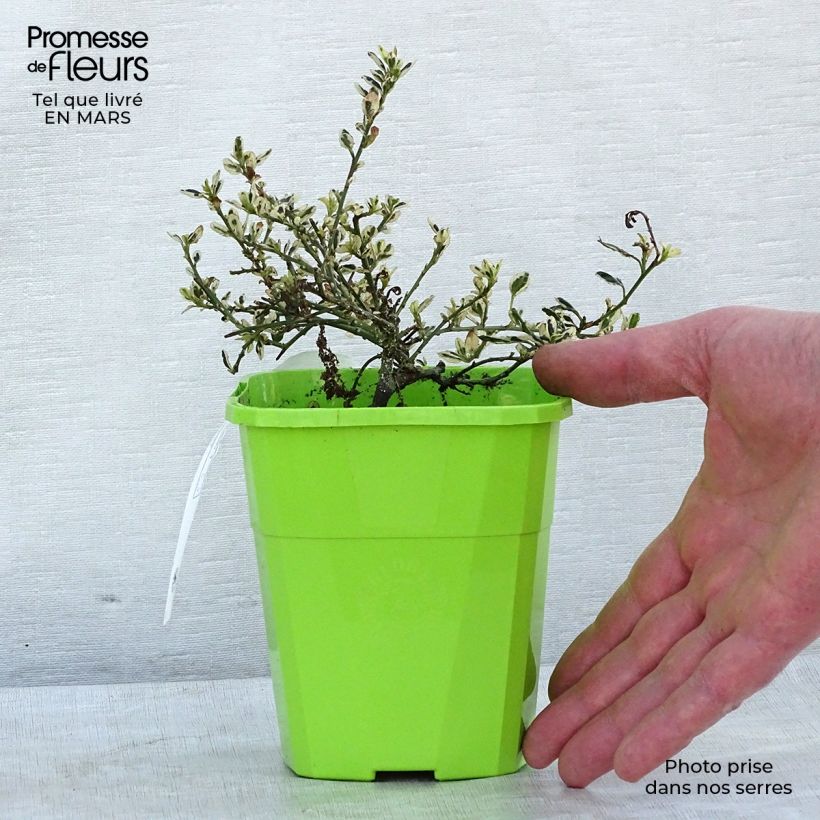 Spécimen de Céanothe impressus Cool Blue - Lilas de Californie Pot de 1,5L/2L tel que livré en hiver