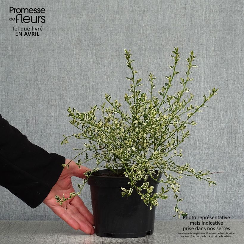 Spécimen de Céanothe impressus Cool Blue - Lilas de Californie en pot de 1,5/2 litres tel que livré au printemps