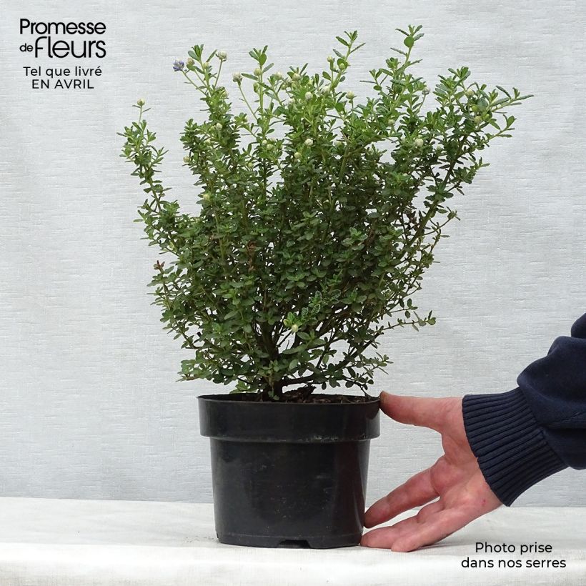 Spécimen de Céanothe impressus Puget Blue - Lilas de Californie Pot de 2L/3L tel que livré au printemps