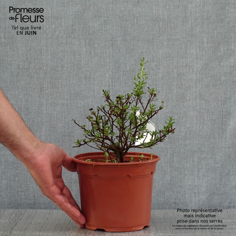 Spécimen de Céanothe impressus Puget Blue - Lilas de Californie Pot de 2L/3L tel que livré en été