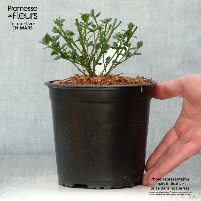 Spécimen de Céanothe impressus Victoria Pot de 2L/3L tel que livré au printemps