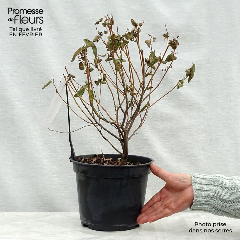 Spécimen de Céanothe pallidus Marie Blue (Marie Bleue) - Céanothe caduc tel que livré en hiver