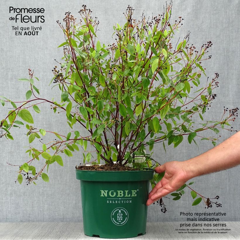 Spécimen de Céanothe pallidus Marie Blue (Marie Bleue) - Céanothe caduc Pot de 7,5L/10L tel que livré en été