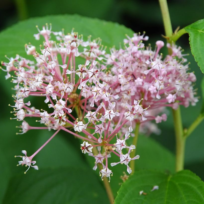 Céanothe pallidus Marie Rose - Lilas de Californie (Floraison)