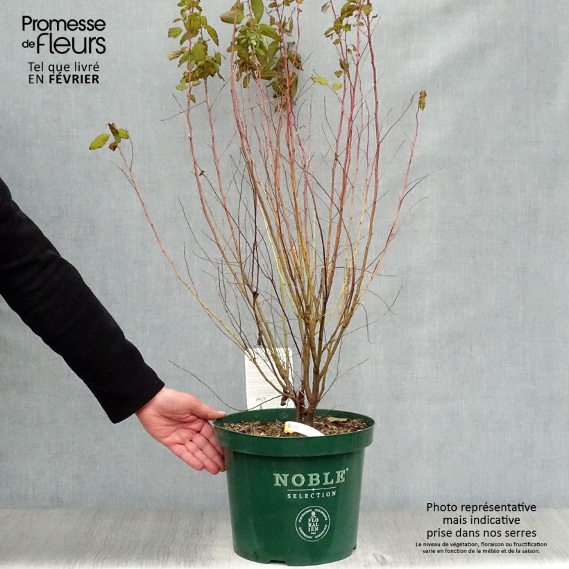 Spécimen de Céanothe pallidus Marie Rose - Lilas de Californie en pot de 7,5L/10L tel que livré en hiver
