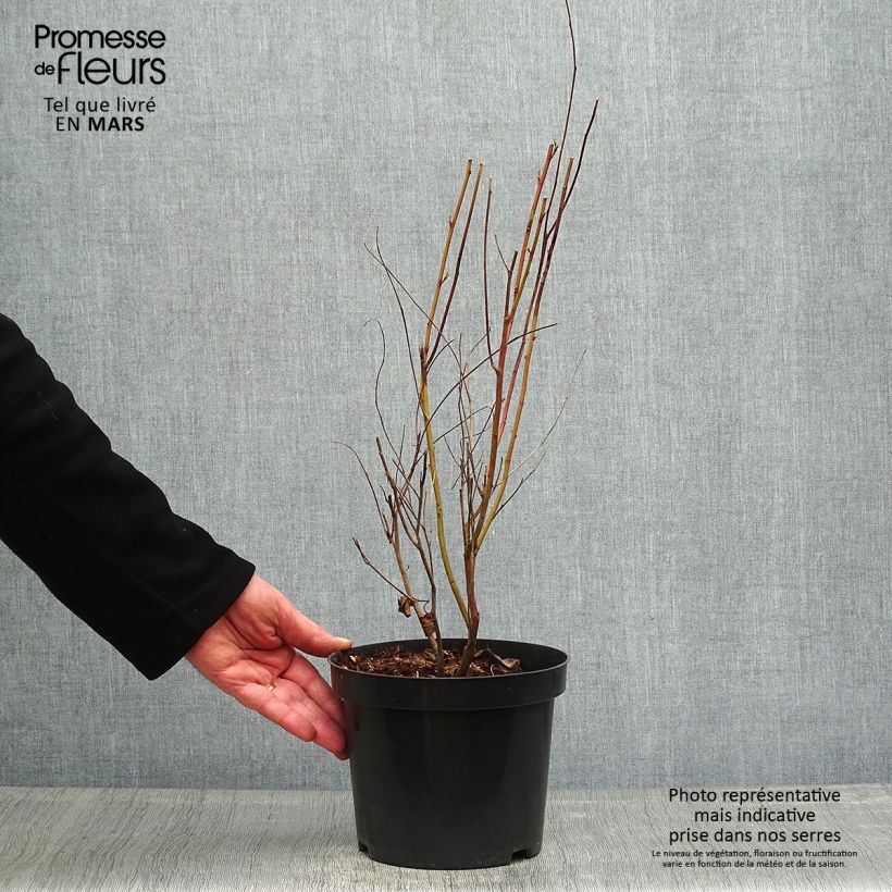 Spécimen de Céanothe pallidus Marie Simon - Lilas de Californie en pot de 2/3L tel que livré au printemps