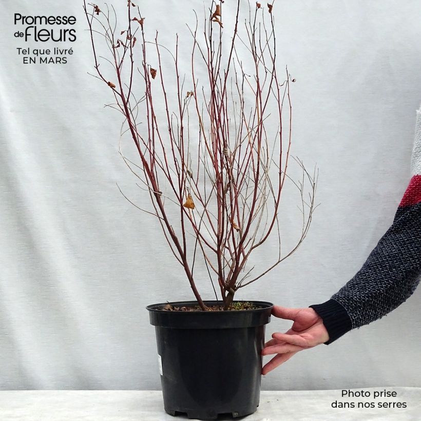 Spécimen de Céanothe pallidus Marie Simon - Lilas de Californie en pot de 7,5L/10L tel que livré au printemps