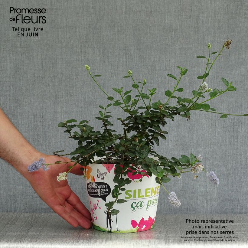 Spécimen de Céanothe prostratus - Céanothe prostré Pot de 2L/3L tel que livré en été