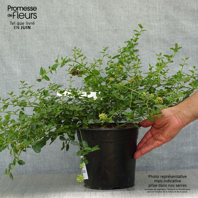 Spécimen de Céanothe prostratus - Céanothe prostré Pot de 4L/5L tel que livré en été