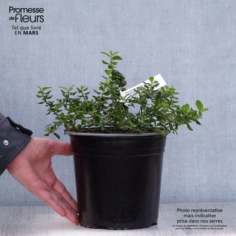 Spécimen de Céanothe prostratus - Céanothe prostré en pot de 4L/5L tel que livré au printemps