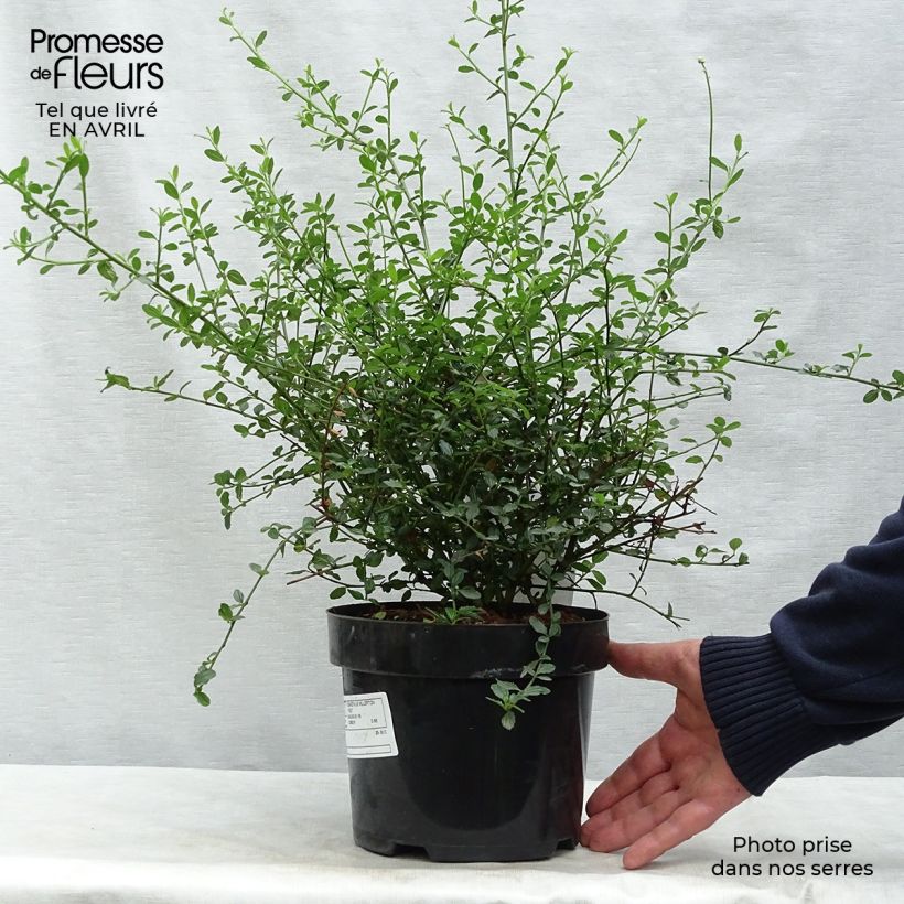Spécimen de Céanothe thyrsiflorus Millerton Point - Lilas de Californie Pot de 2L/3L tel que livré au printemps