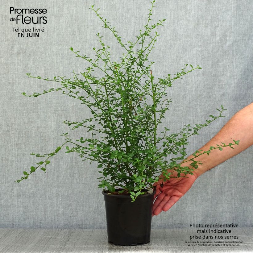 Spécimen de Céanothe thyrsiflorus Millerton Point - Lilas de Californie Pot de 2L/3L tel que livré en été