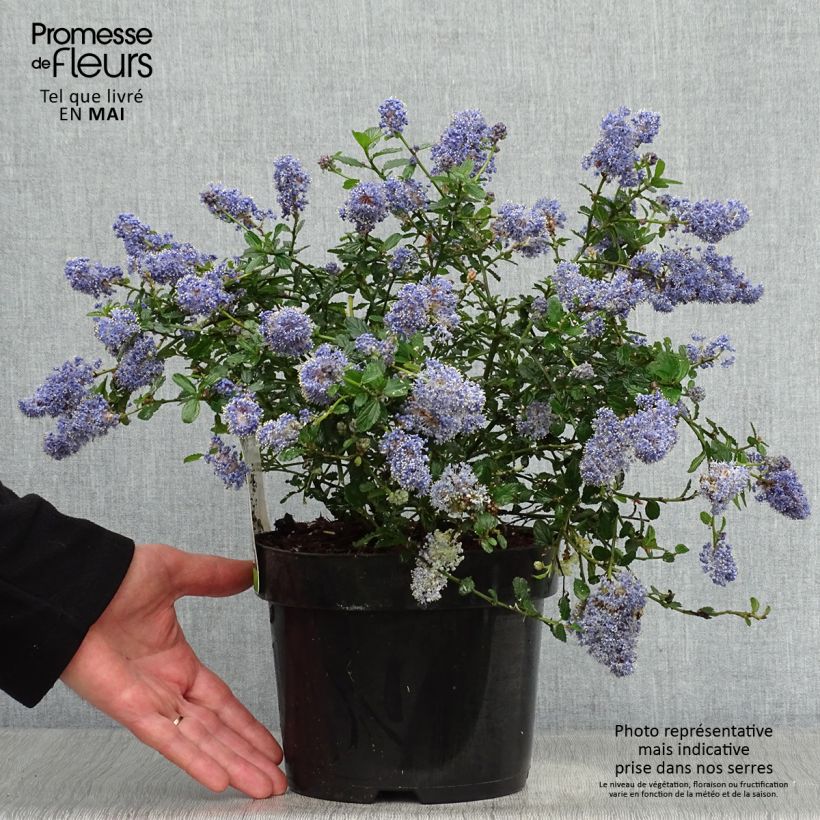 Spécimen de Ceanothus thyrsiflorus repens - Lilas de Californie tel que livré au printemps