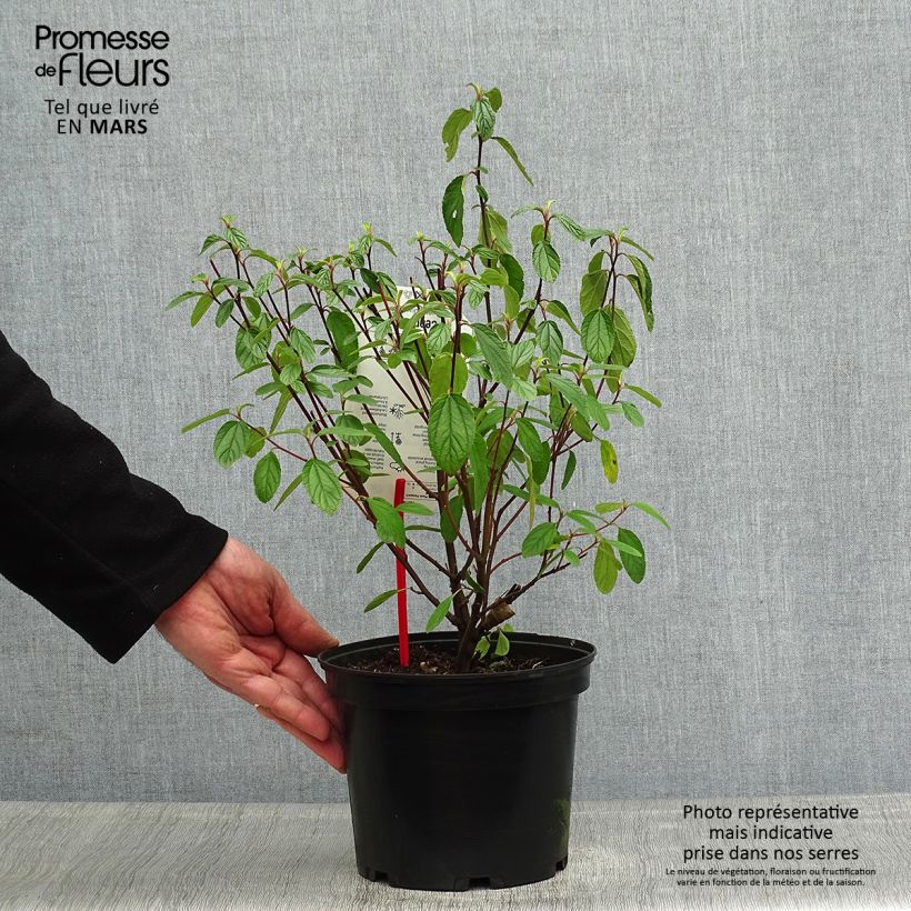 Spécimen de Céanothe (x) Blue Diamond Pot de 2L/3L tel que livré au printemps