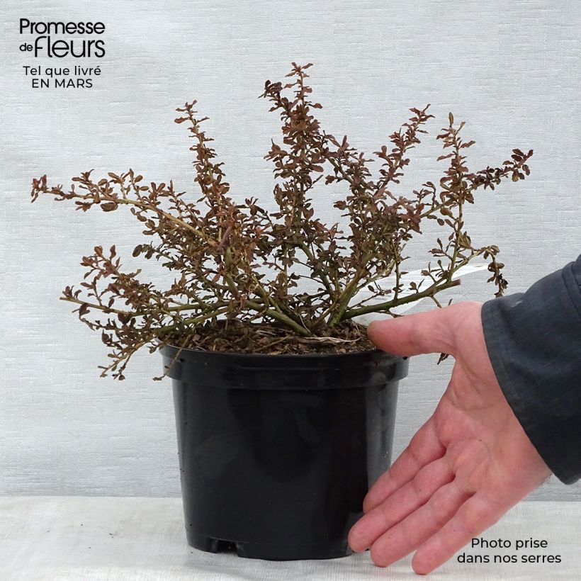 Spécimen de Céanothe (x) Blue Mound Pot de 2L/3L tel que livré au printemps