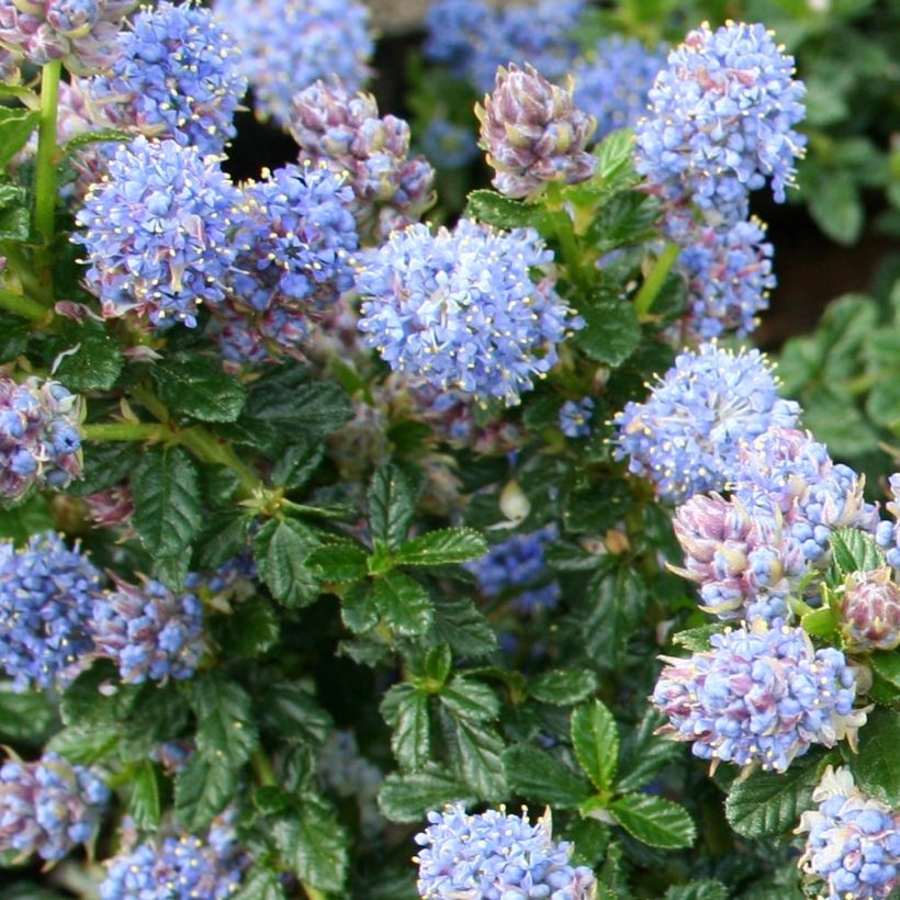 Céanothe (x) Blue Mound (Floraison)