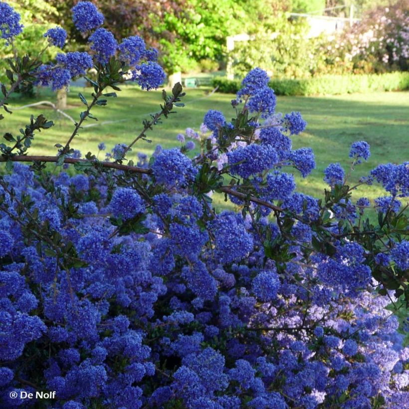 Céanothe Blue Sapphire (Floraison)