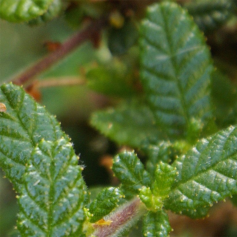 Ceanothus Dark Star - Lilas de Santa Barbara (Feuillage)